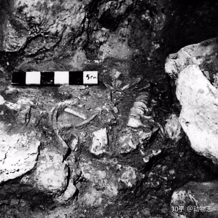 Lam the nao ma nguoi Homo sapiens da danh bai nguoi Neanderthal?-Hinh-2