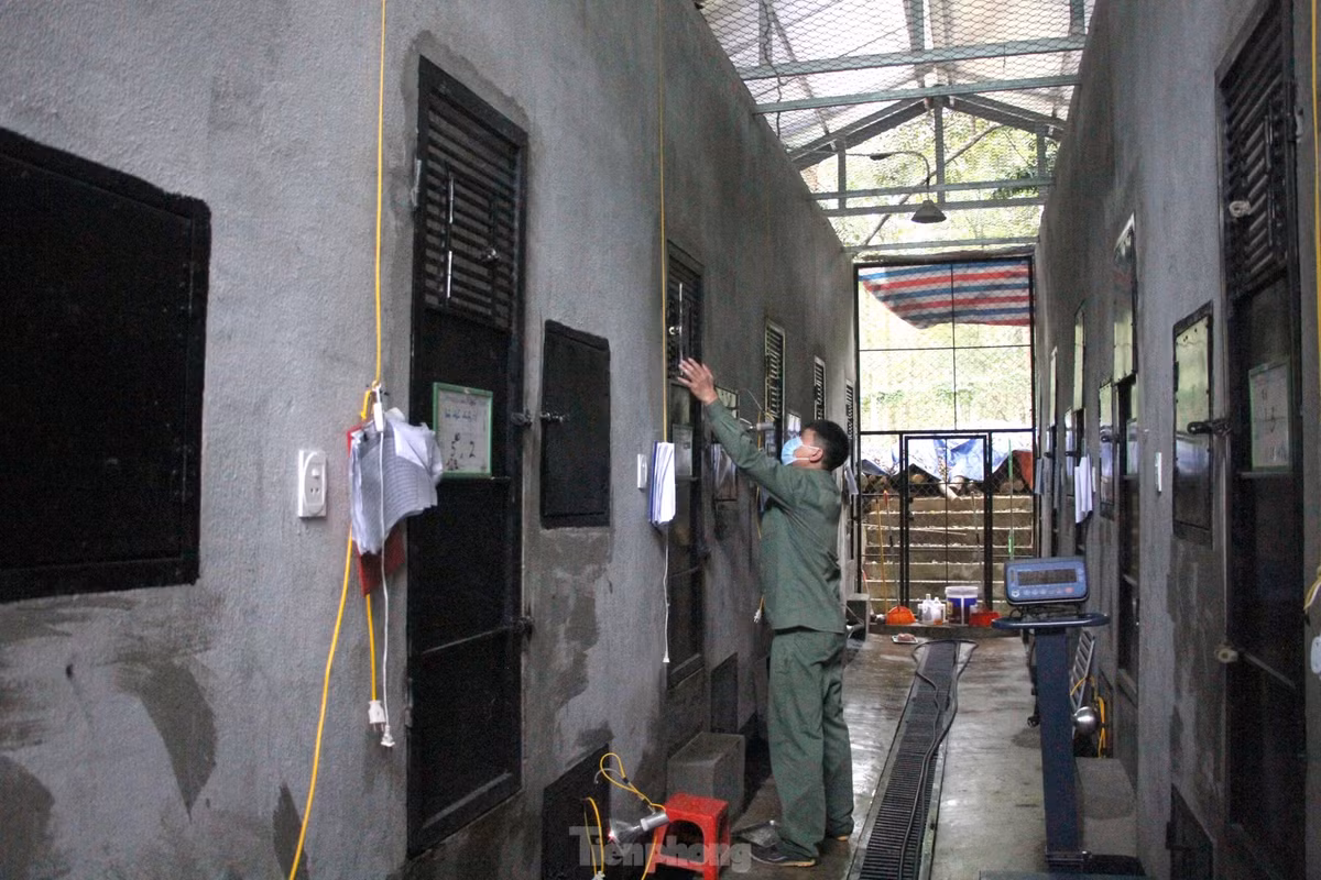 Hai dãy nhà xây áp mặt vào nhau, ở giữa là lối đi, được ngăn ra thành các phòng là nơi chăm sóc hổ.