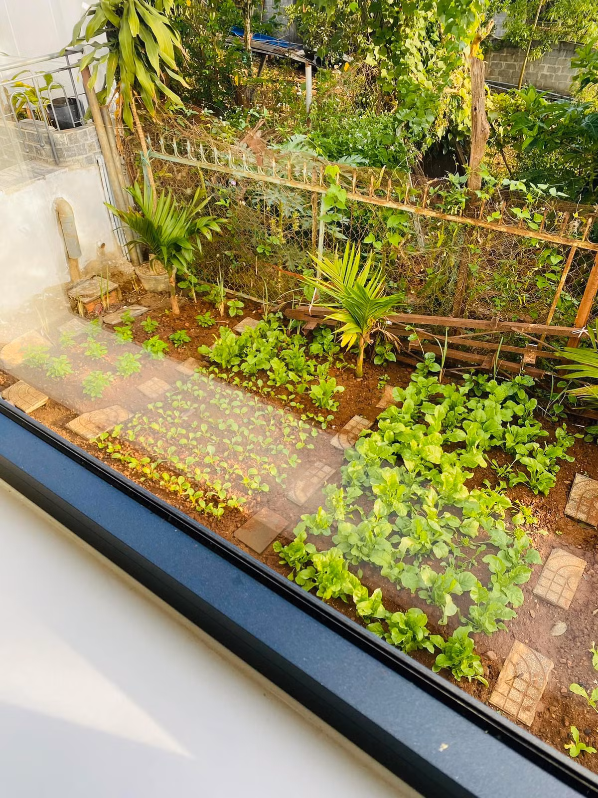 Nha mai Thai rong 170m2 o Gia Lai co vuon rau nho xinh muot mat-Hinh-13