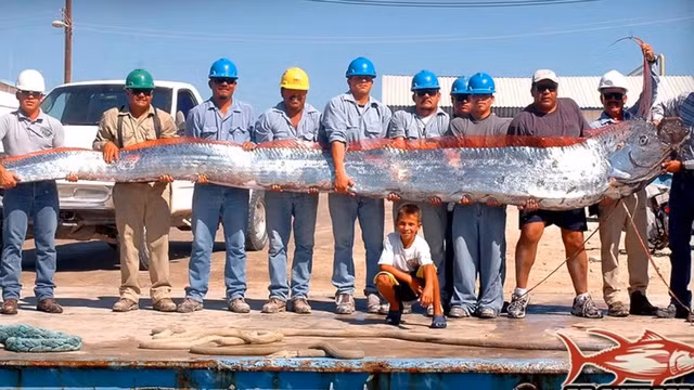 Ca Oarfish, bau vat cua bien sau-Hinh-4