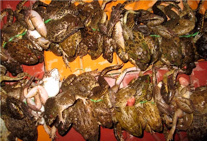 Những con ếch được cột ngang hông thành từng chùm 1,5 đến 2 kg rồi đem ra chợ bán. Mức giá hiện tại là 40.000 - 45.000 đồng/kg loại nhỏ và khoảng 65.000 - 70.000 đồng/kg loại to. Sau mỗi đêm, trừ chi phí mồi, dụng cụ khoảng 20.000- 30.000 đồng, người đi câu có thu nhập 200.000 - 500.000 đồng.
