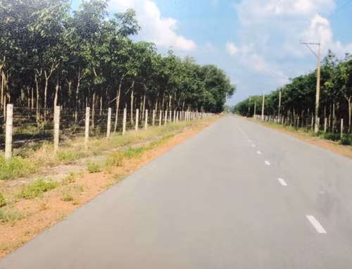 Khu rừng cao su rộng hơn 100 ha, trị giá gần 150 tỷ đồng của ông Chín Cung