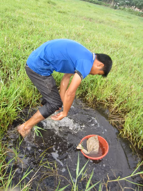 Nhiều người đi bắt đỉa ở Hà Nội với đôi chân trần và dụng cụ chỉ cần 1 chiếc rổ nhựa để hớt, 1 chiếc túi để đựng.