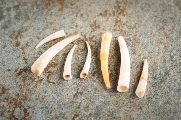  Chân xẻng ngà voi là tên gọi của các loài động vật thân mềm thuộc họ Dentaliidae, có hình dáng và tập tính rất kỳ lạ.