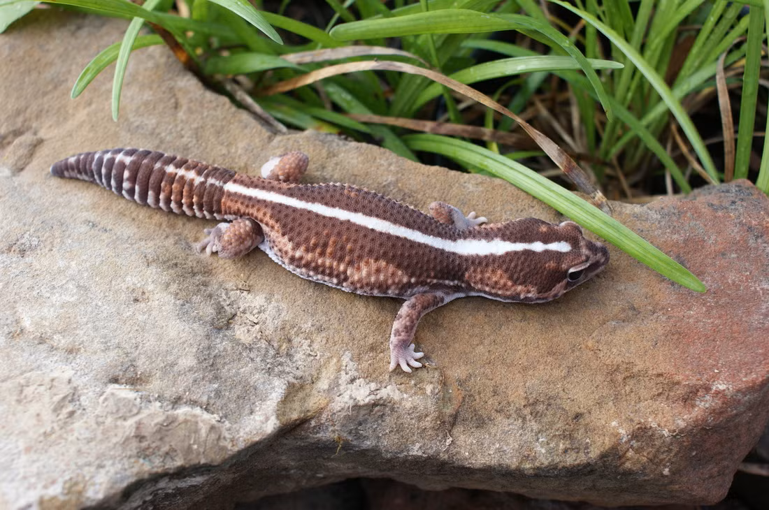 Tắc kè đuôi mập châu Phi (Hemitheconyx caudicinctus) dài 25 cm, sống ở phía Tây sa mạc Sahara và là sinh vật cảnh được nuôi ở nhiều nơi. Chúng có cái đuôi tích trữ chất béo và bàn chân không có đệm dính như nhiều loài tắc kè khác.