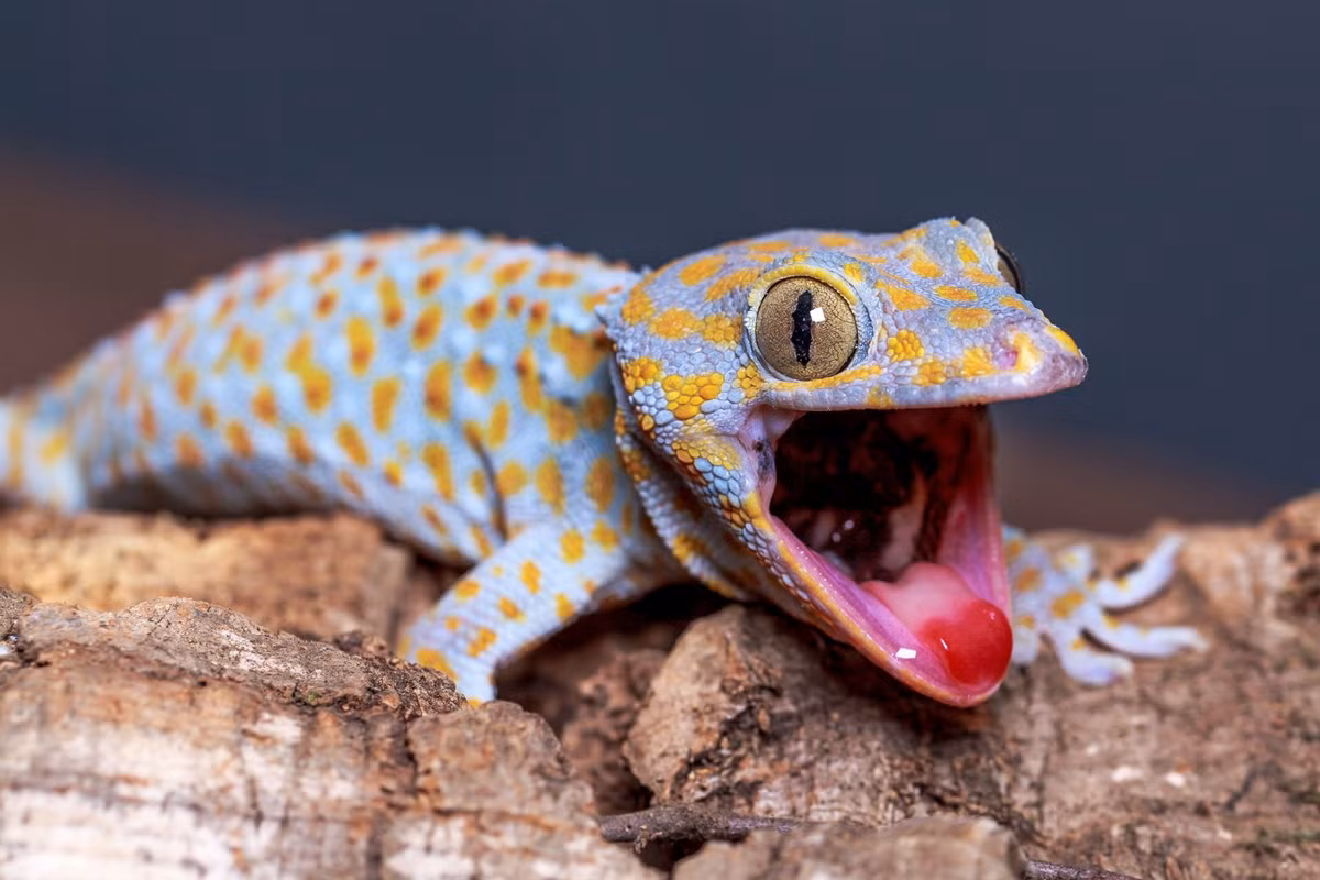 Tắc kè thông thường (Gekko gecko) dài 40 cm, là loài tắc kè điển hình, thường sống trong các khu dân cư ở khu vực Đông Nam Á. Chúng có màu sắc bắt mắt và tiếng kêu "tắc-kè" (gek-ko) đặc trưng, làm nên tên gọi cho cả họ nhà tắc kè.