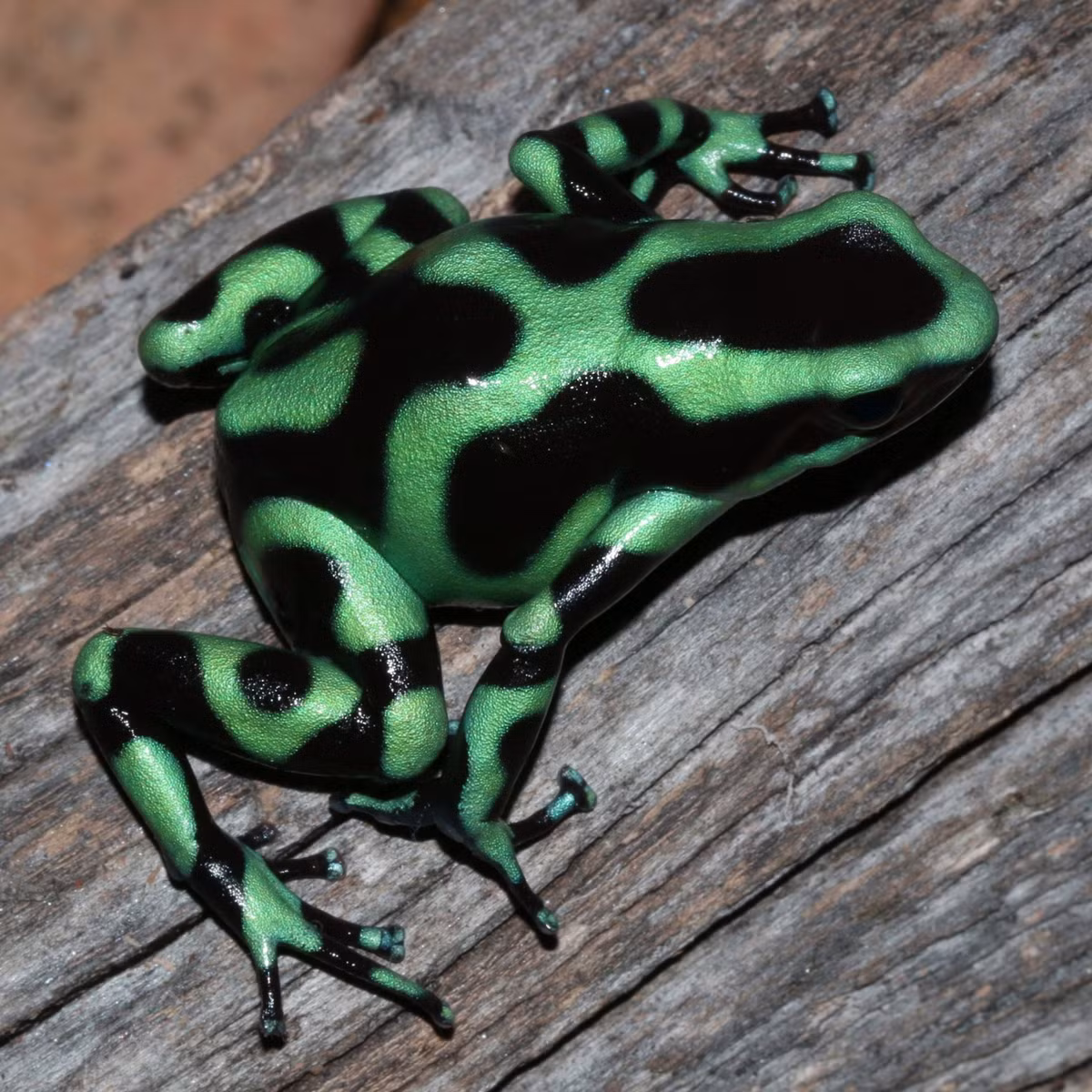 Loài ếch phi tiêu độc xanh (Dendrobates auratus) dài 2,5-6 cm, con đực chiến đấu rất dữ dội để bảo vệ lãnh thổ. Con đực cũng che chở cho trứng và mang nòng nọc mới nở đến những vùng nước đọng trong hốc cây.