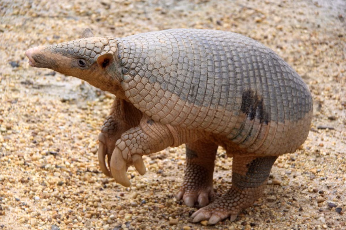 Ta tu lớn (Priodontes maximus) dài 75-90 cm, là loài ta tu lớn nhất. Nó có áo giáp rất cứng và thường dùng móng vuốt thứ ba cong, dài ở chi trước để đào tìm thức ăn và tự vệ.