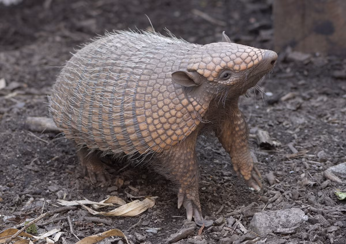 Ta tu lông Andes (Chaetophractus nationi) dài 22-40 cmm, có đặc điểm khác thường là có lông giữa các vẩy lưng. Chúng cư trú ở các đồng có đai cao Nam Mỹ và thường bị cư dân bản địa săn bắt để lấy thịt và mai.