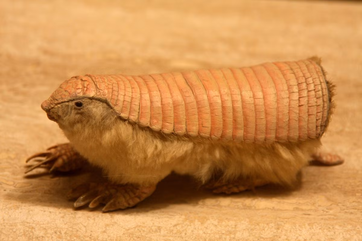Ta tu mai hồng (Chlamyphorus truncatus) dài 6-12 cm, là một loài ta tu nhỏ nhất, chủ yếu sống trong lòng đất ở Argentina. Chúng di chuyển bằng cách “bơi” trong cát xốp. Do lối sống chui rúc mà đầu chúng cũng có mai để chống trầy xước.
