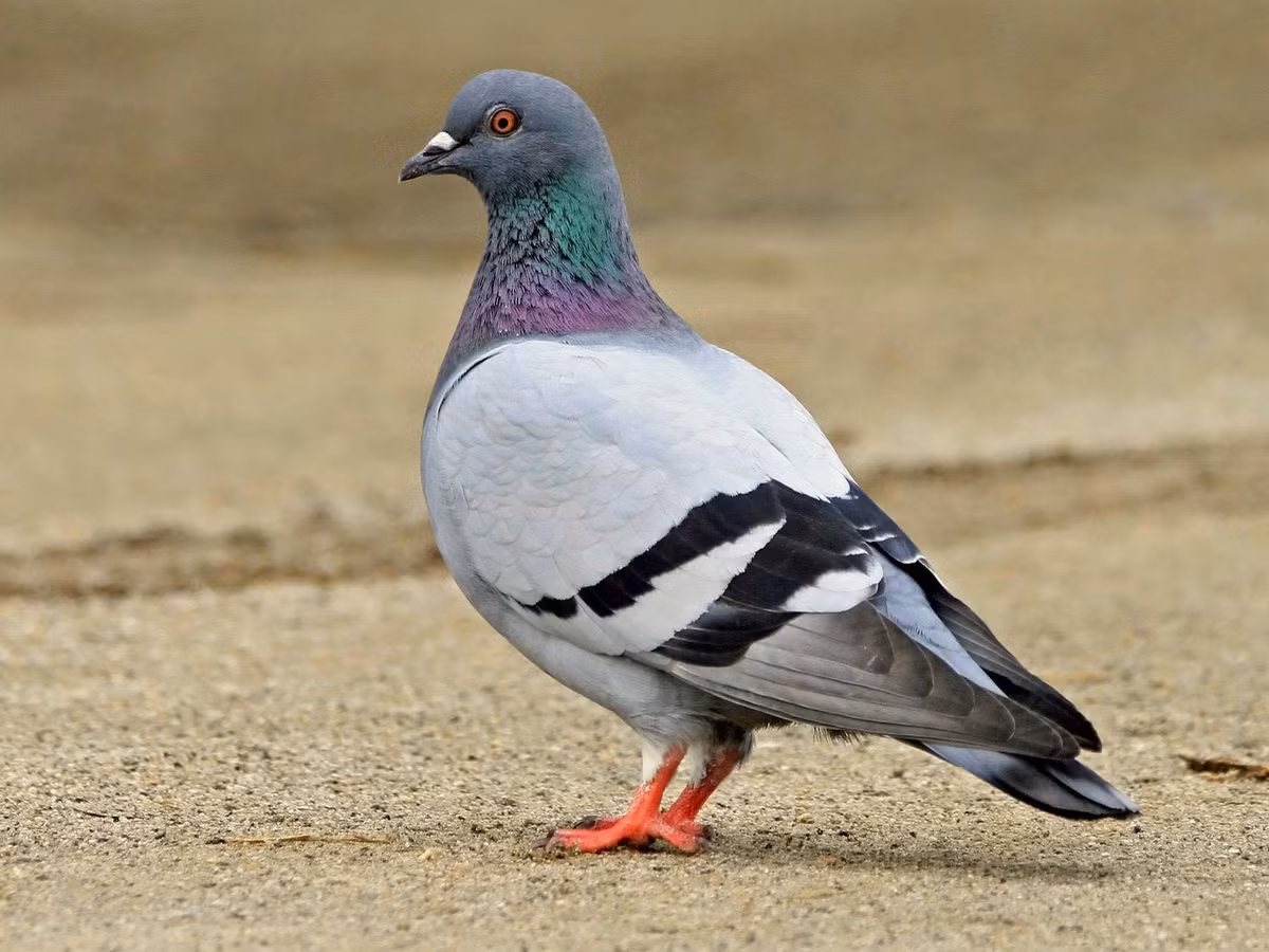 Gầm ghì đá (Columba livia) dài 31-35 cm, chính là bồ câu thường trong điều kiện sống hoang dã, chưa bị thuần hóa. Trong điều kiện tự nhiên, loài này sống ở các vùng núi châu Âu và châu Á. Khác với bồ câu nhà, gầm ghì đá không có sự đa dạng về màu lông. Ảnh: eBird.