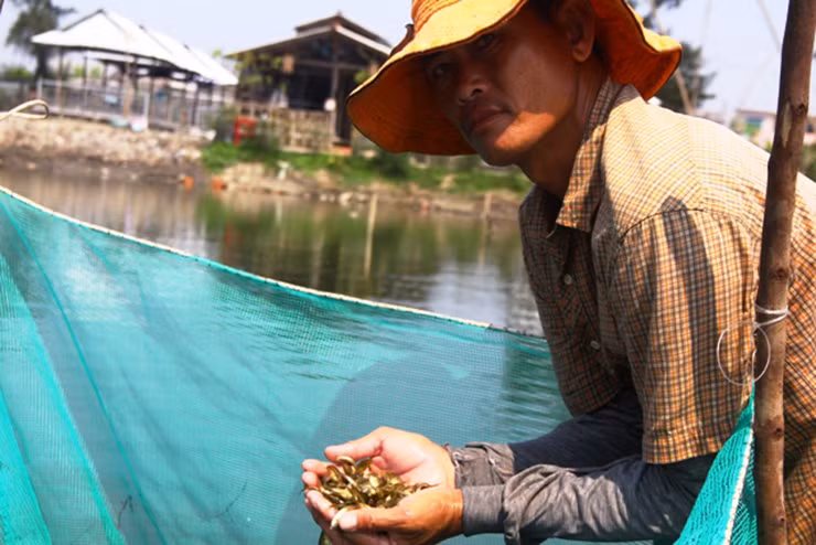 Người dân địa phương không bán cá rò theo kg mà bán theo từng rổ (rổ nhựa nhỏ, đường kính khoảng 20 cm, sâu 5 cm).