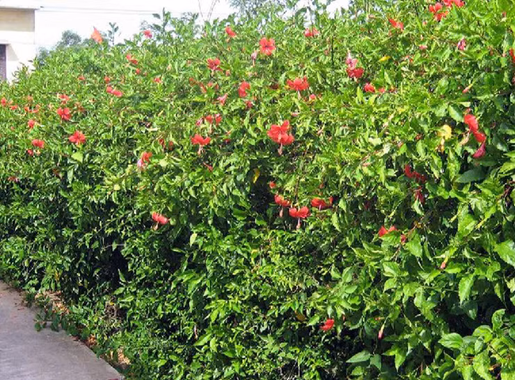 Ở Việt Nam, từ lâu cây dâm bụt đã trở nên vô cùng quen thuộc, đặc biệt là với trẻ em vùng nông thôn.