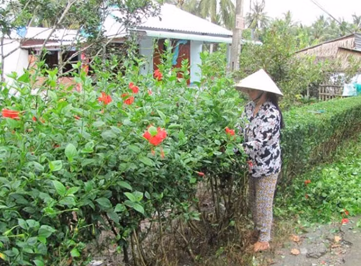 Dâm bụt thường được sử dụng làm hàng rào, trồng làm cảnh…