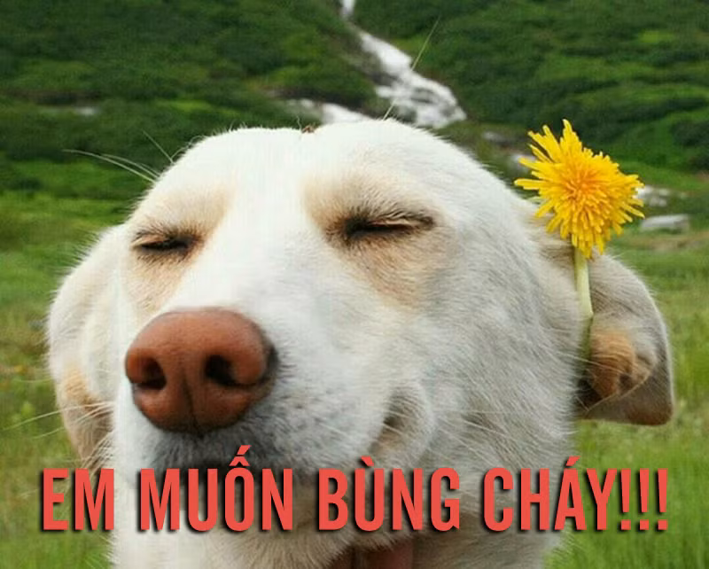 Muốn bùng cháy.
