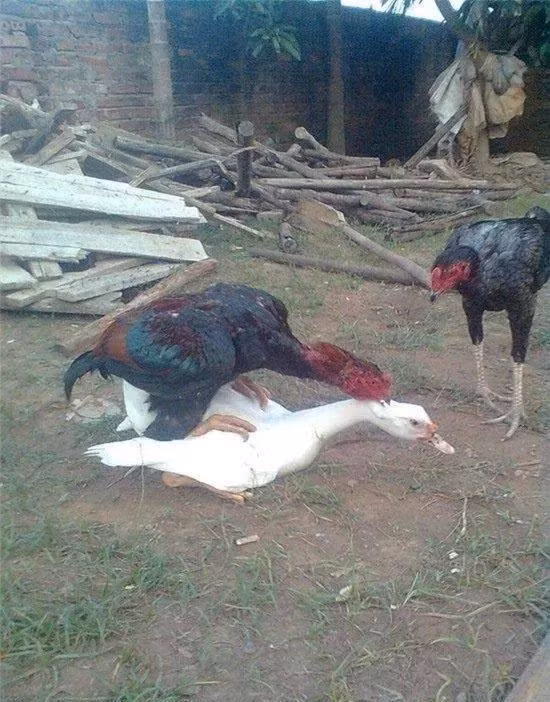 Mối tình tay ba.