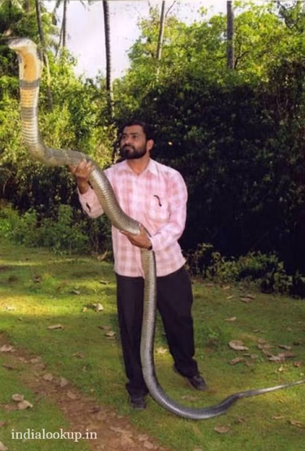 Còn đây là một con rắn hổ mang chúa dài 13,6 feet tại Bengal, Ấn Độ. Hổ mang chúa chứa nọc kịch độc, mỗi lần cắn của chúng có thể tiết ra 600mg nọc độc đủ để giết chết 30-40 người đàn ông khỏe mạnh hay thậm chí một con voi khổng lồ.