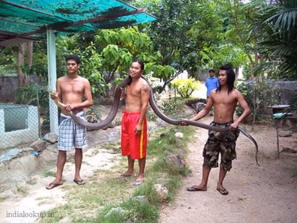 Một con rắn hổ mang chúa dài 14,2 feet bị 3 chàng thanh niên lực lưỡng tóm gọn tại Thái Lan vào năm 2008.