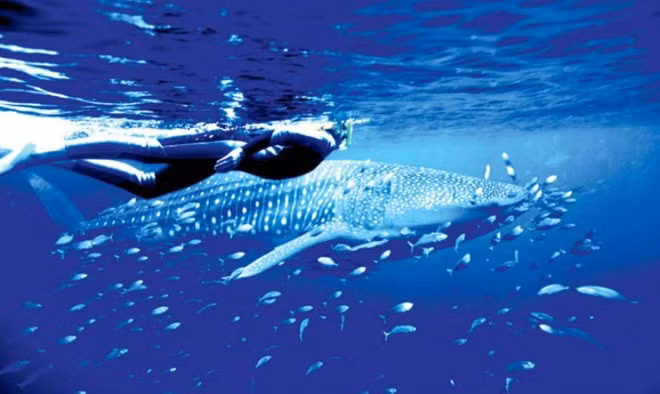 10. Rặng san hô Ningaloo - Tây Australia: Nằm cách bờ biển phía tây của thành phố Perth 1200km, Ningaloo được công nhận là di sản thế giới vào năm 2011. Đây là nhà của hơn 500 loài cá, 200 loài san hô. Từ khoảng giữa tháng 3 đến tháng 7 hàng năm, cá mập voi sẽ đến kiếm ăn tại đây sau khi đã đẻ trứng trong các rặng san hô. Đây là thời điểm tuyệt vời cho những người muốn trải nghiệm cảm giác bơi cùng cá mập.