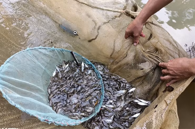 Mấy năm gần đây, người dân huyện Mai Châu (Hòa Bình) thường ra sông Mã vớt cá về nuôi trong ao và nhân giống thành công loại cá quý hiếm này.