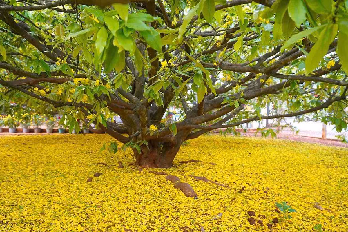 Cây mai vàng tán khổng lồ nổi tiếng ở Đồng Nai, giá tiền tỷ - Hình 8 Cay mai vang tan khong lo noi tieng o Dong Nai, gia tien ty-Hinh-8