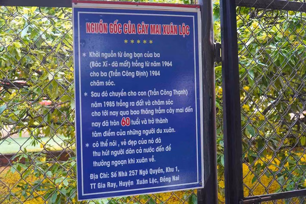Cây mai vàng tán khổng lồ nổi tiếng ở Đồng Nai, giá tiền tỷ - Hình 6 Cay mai vang tan khong lo noi tieng o Dong Nai, gia tien ty-Hinh-6