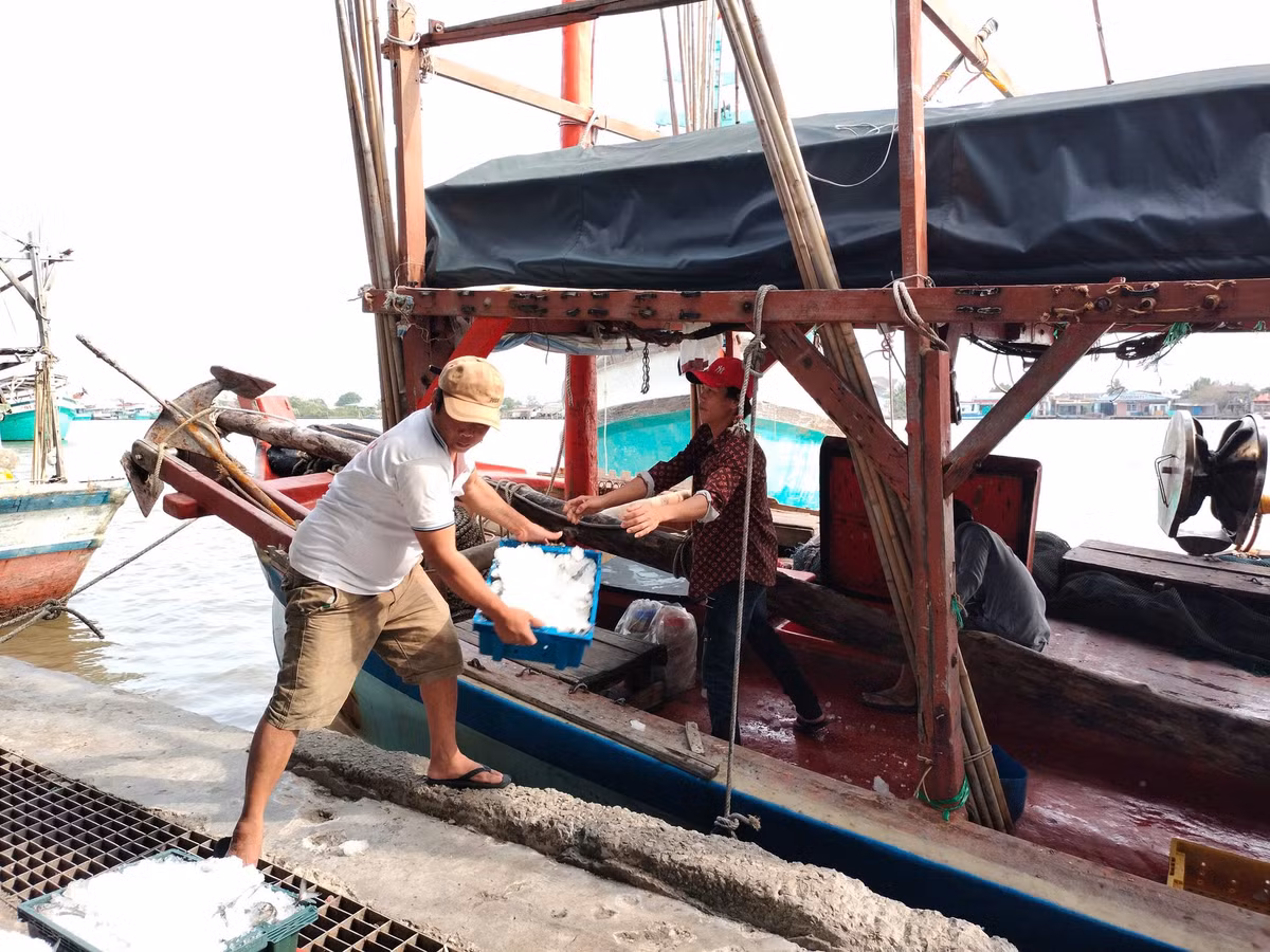 Cá sòng được thương lái chờ sẵn trên bờ để thu mua.