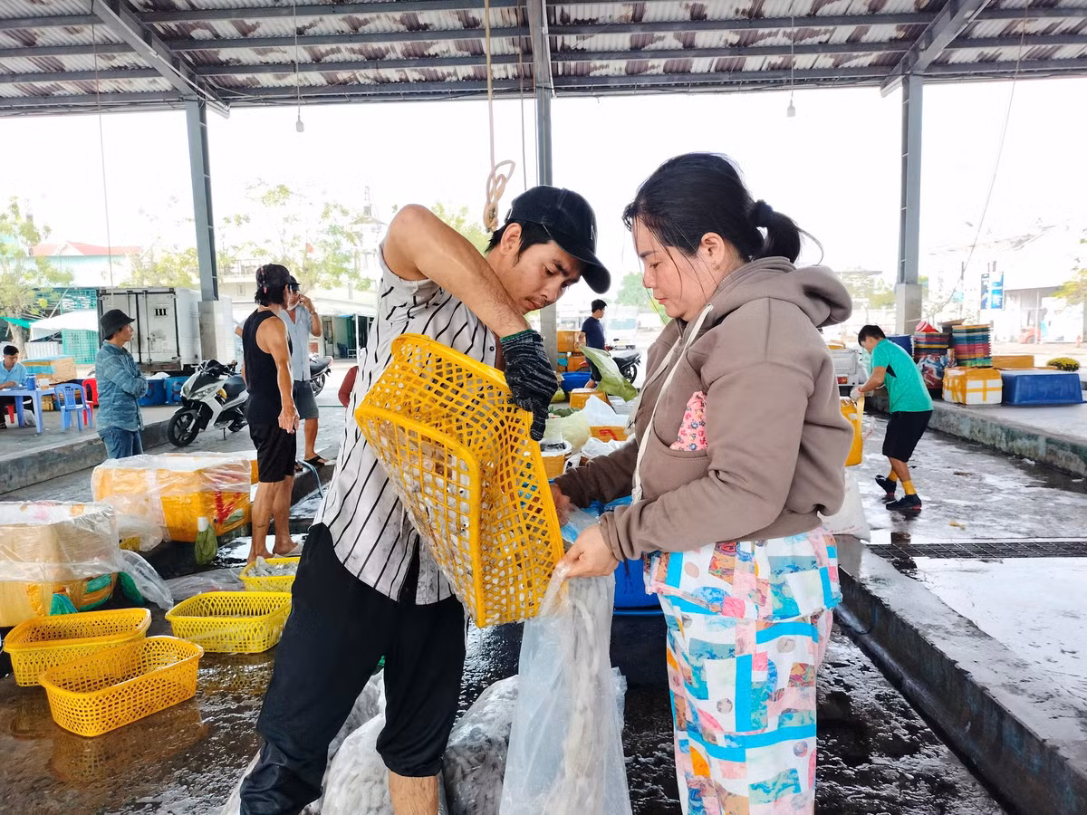 Theo các ngư dân, trong chuyến biển đầu năm, khoảng 80-90% tàu trong vùng ra khơi khai thác hải sản đạt hiệu quả cao, mỗi tàu thu về từ 100 - 300 triệu đồng.