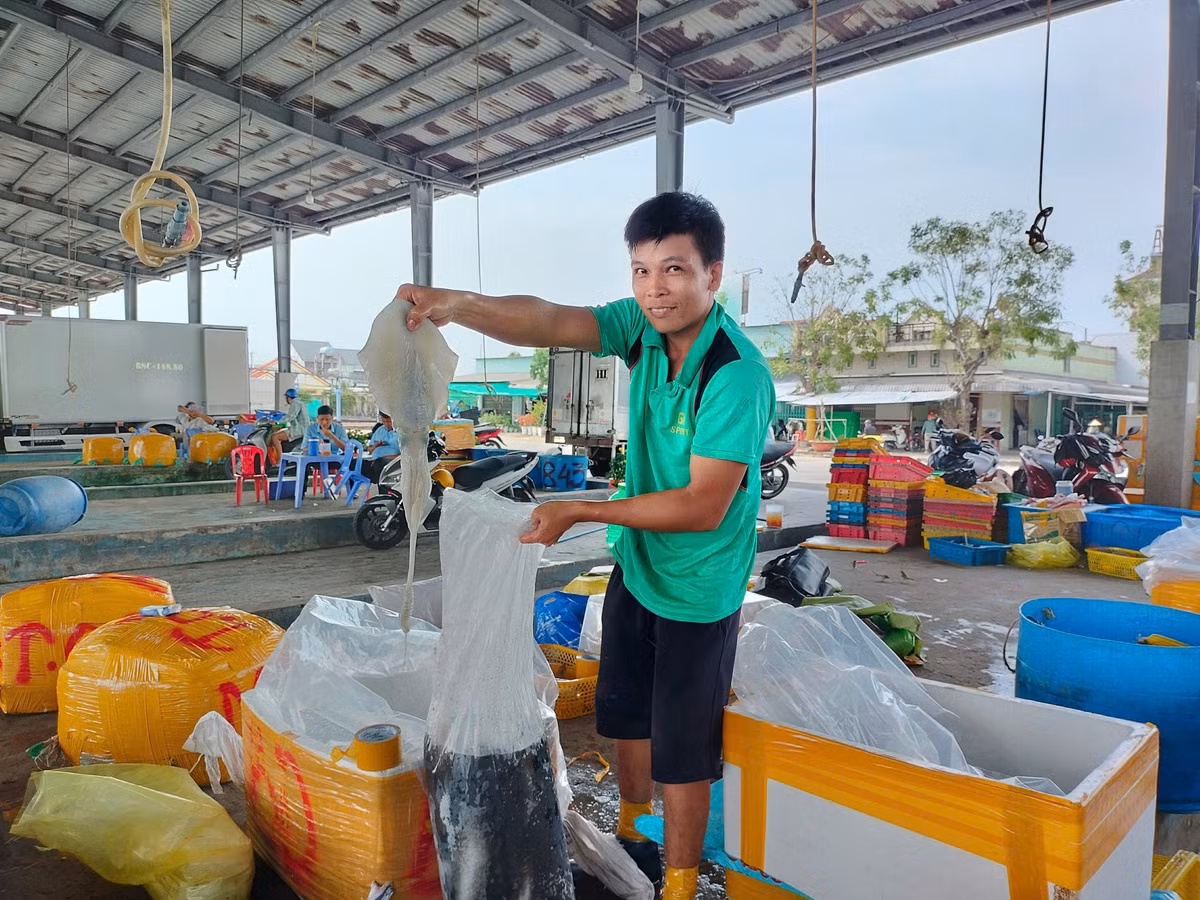 Thương lái chờ sẵn trên bờ để thu mua. Họ chuẩn bị nhân công hỗ trợ ngư dân phân loại rồi chở đi tiêu thụ.