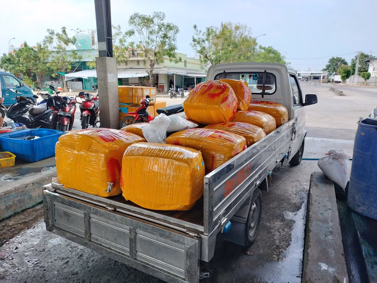 Chị Trương Diễm Kiều (chủ cơ sở thu mua mực ở xã Khánh Hội, huyện U Minh) cho hay, chuyến biển đầu năm nay có nhiều tàu cá trúng đậm mùa mực. Cùng với giá mực cao và ổn định, nên ngư dân đều có lãi khá.