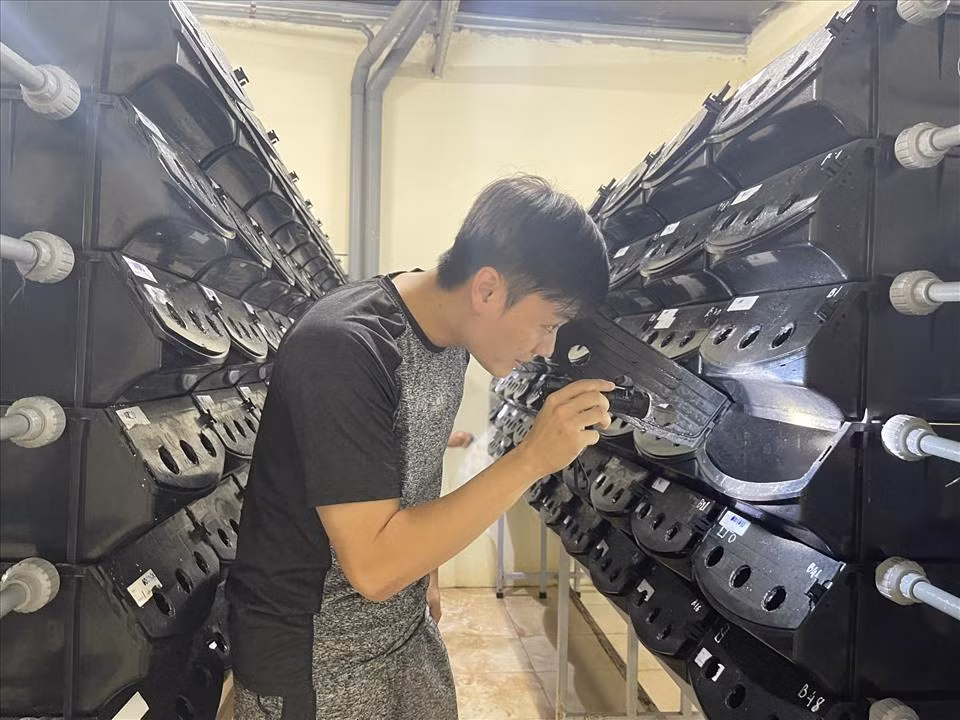 Độc đáo mô hình nuôi cua biển trong hộp nhựa ở Ninh Bình - Hình 3 Doc dao mo hinh nuoi cua bien trong hop nhua o Ninh Binh-Hinh-3