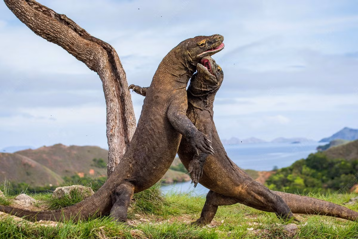 Rồng Komodo sẽ bắt đầu sinh sản khi được 5 tuổi. Quá trình giao phối của loài thằn lằn lớn nhất thế giới này xảy ra từ tháng 5 đến tháng 8. Các con đực sẽ đánh nhau dữ dội dể giành con cái, nhưng quá trình tán tỉnh giữa rồng cái và đực rất nhanh gọn.