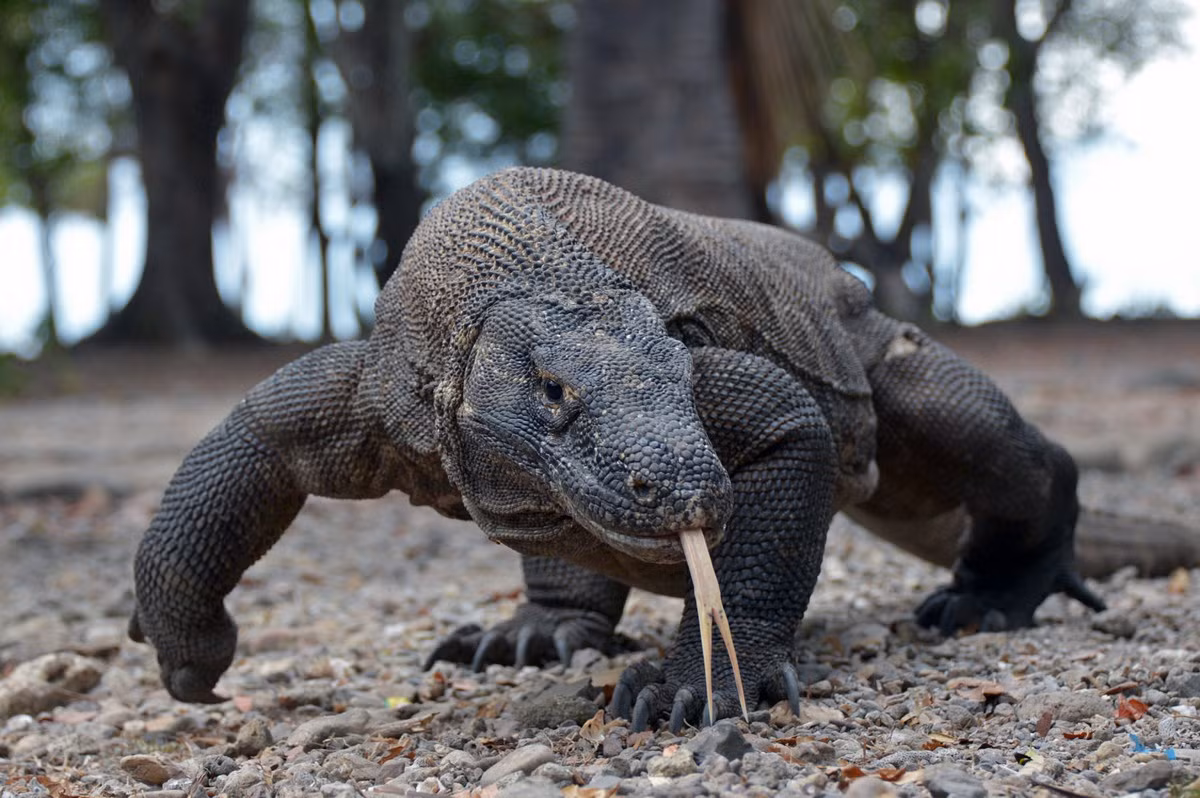 Loài bò sát này lần đầu tiên được phát hiện vào năm 1910 tại đảo Komodo. Chúng có chiều dài tối đa 3 mét và nặng từ 40 đến 70 kg. Kích thưóc của chúng nhỏ hơn nhiều so với cá sấu, nhưng vẫn lớn gấp nhiều lần các loài kỳ đà họ hàng.