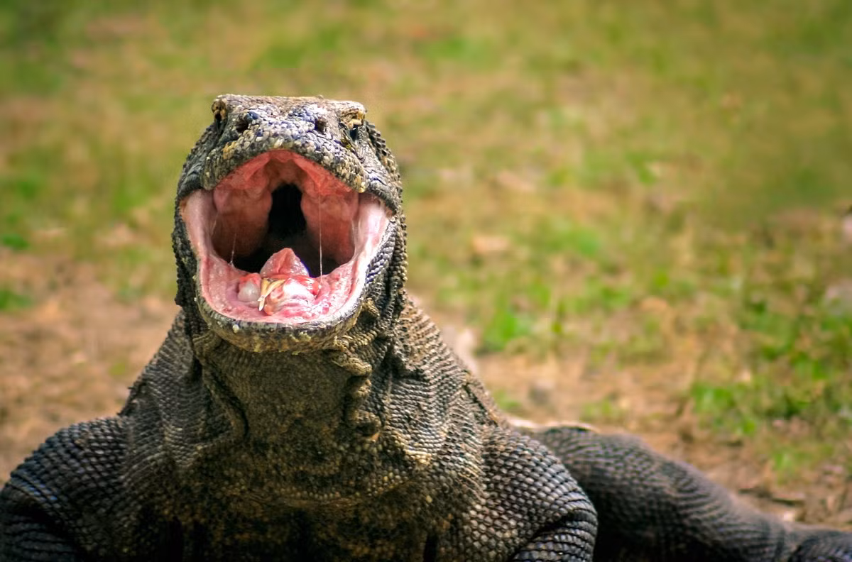 Là kẻ thống trị hệ sinh thái trên những hòn đảo mà chúng đang sinh sống, rồng Komodo săn con mồi bao gồm động vật không xương sống, chim, và động vật có vú, gồm khỉ, nai nhỏ và gia súc. Ngoài ra chúng cũng ăn một lượng đáng kể xác thối.