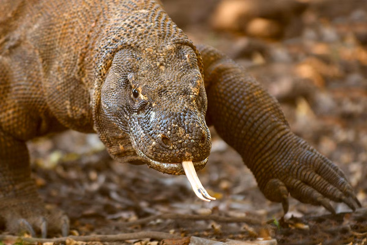 Rồng Komodo tìm kiếm thức ăn chủ yếu nhờ thị giác tốt, với tầm nhìn 300 mét, và khứu giác nhạy bén, rất hữu dụng trong việc phát hiện xác thối. Ngược lại, thính giác của chúng chỉ nghe được ở một dải tần số nhỏ, không hỗ trợ nhiều cho việc săn mồi.