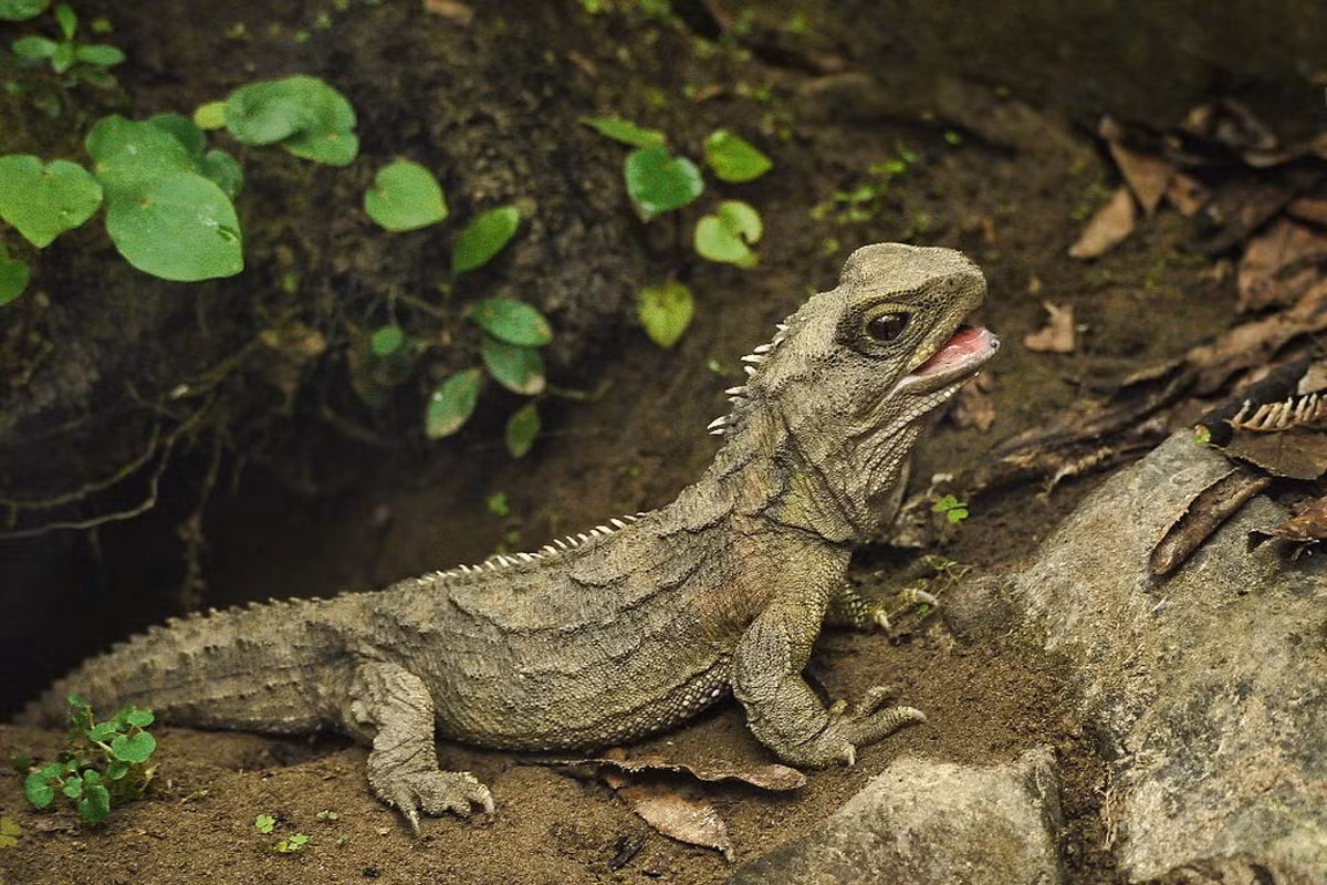 Bộ răng của tuatara gồm hai hàng răng nhọn hàm trên chồng lên một hàng răng hàm dưới, là độc nhất vô nhị trong các loài động vật có xương sống. Đây cũng là một nét đặc trưng để phân biệt chúng với các loài thằn lằn, vốn có hình dạng cơ thể tương tự.