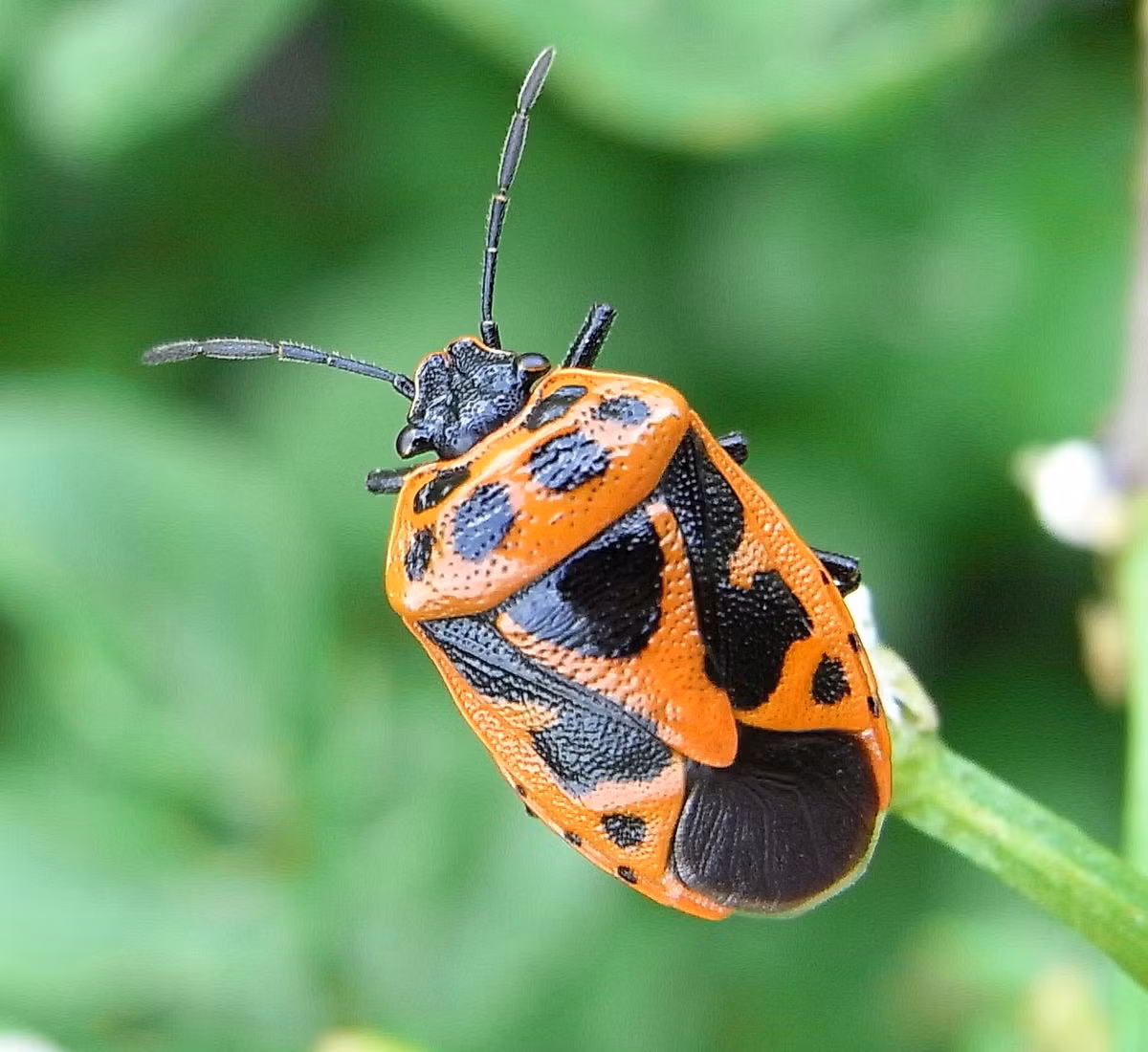 Bọ xít giáp đỏ cam (Eurydema dominulus) dài 8 mm, phân bố ở lục địa Á - Âu. Loài này có thể có màu đỏ hoặc da cam. Chúng ăn các cây thuộc họ cải xoong và có thể trở thành sâu hại ở các khu vườn.