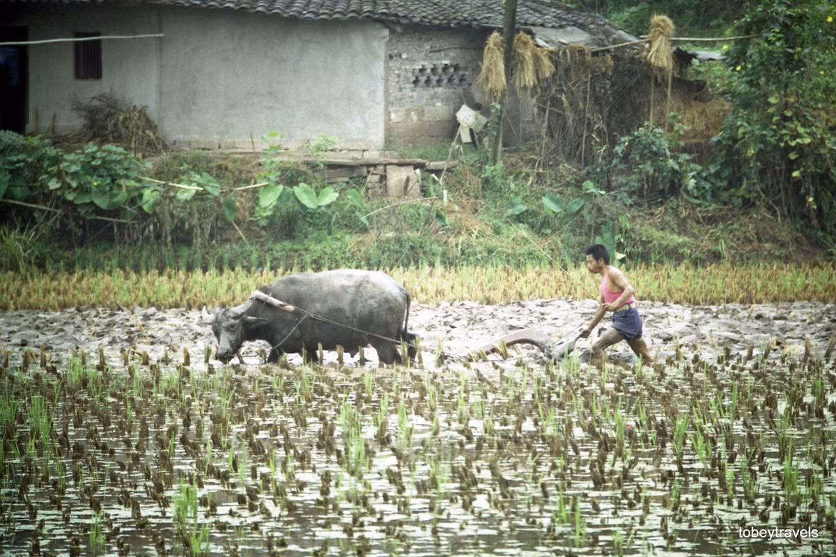 Một nông dân cày ruộng bằng trâu.
