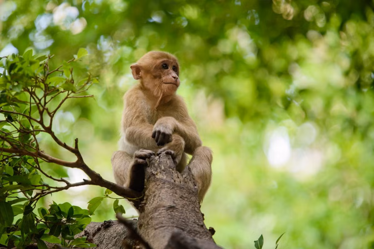 Khỉ mốc (Macaca assamensis) sinh sống trong các khu rừng từ Lào Cai đến Quảng Bình. Loài này được xếp loại Sẽ nguy cấp trong Sách Đỏ Việt Nam, Sắp bị de đọa trong Sách Đỏ IUCN.