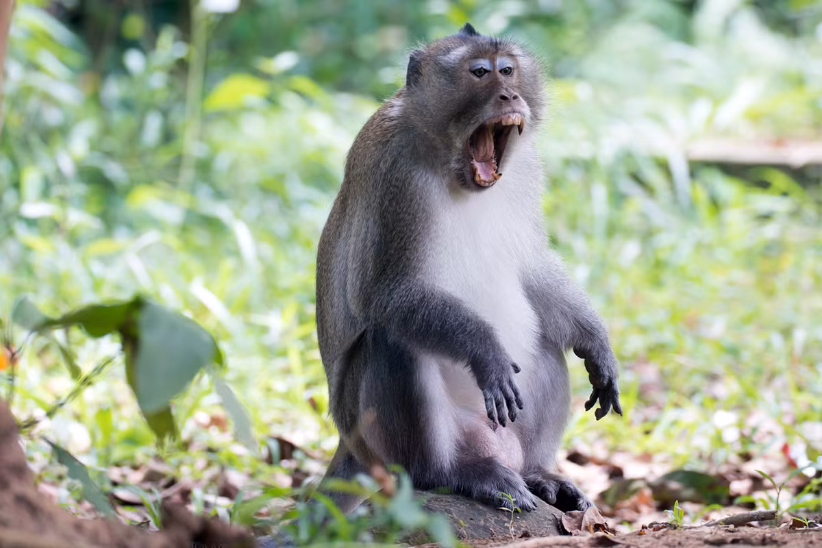 Khỉ đuôi dài Côn Đảo (Macaca fascicularis condorensis) là một phân loài của khỉ đuôi dài, tập trung ở vùng Côn Đảo, Phú Quốc. Chúng có nguy cơ tuyệt chủng cao, theo đánh giá hiện trạng các loài linh trưởng ở Châu Á năm 2015.
