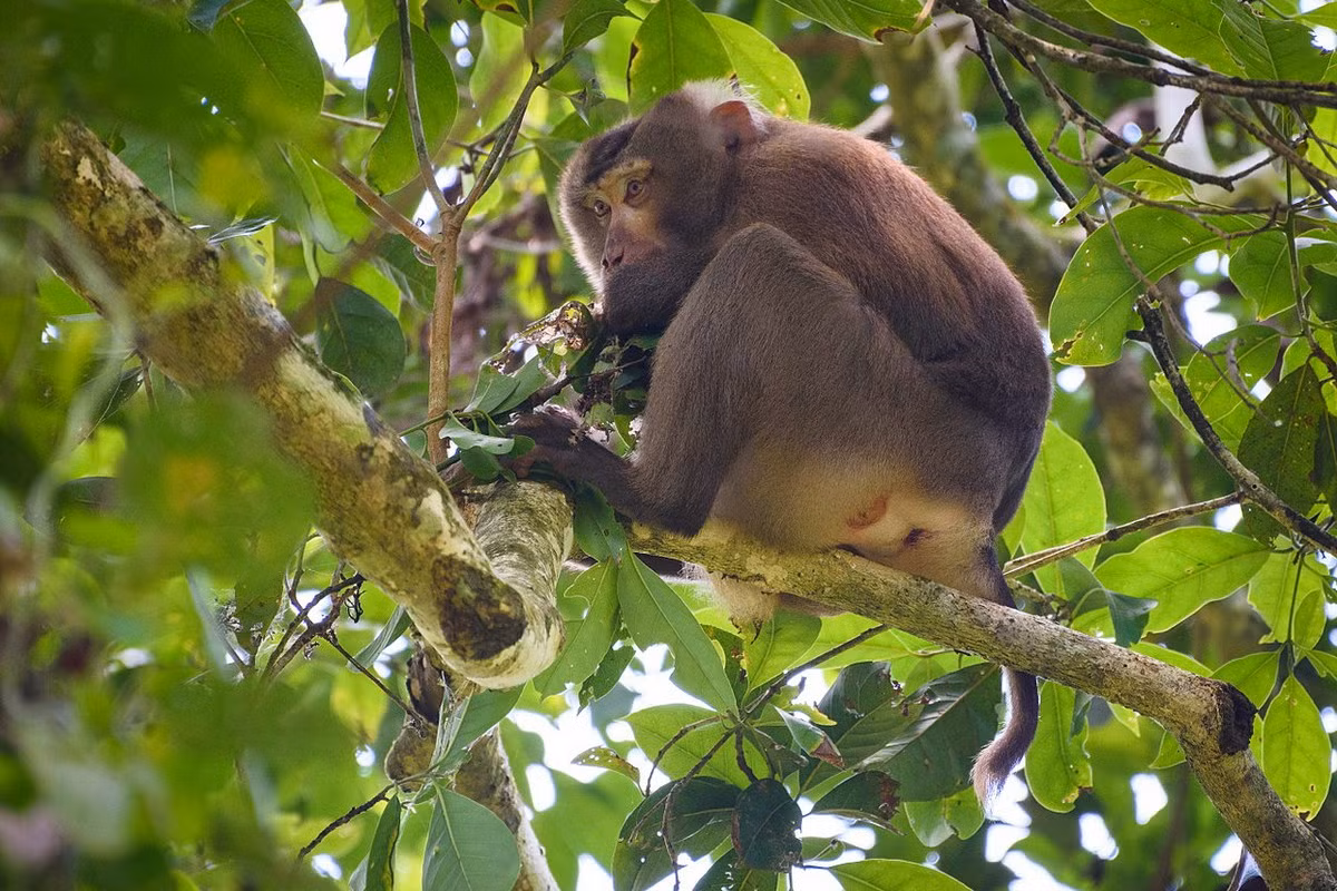 Khỉ đuôi lợn phương Bắc (Macaca leonina) được ghi nhận ở miền núi phía Bắc, Bắc Trung Bộ, Tây Nguyên và Đông Nam Bộ. Loài này được xếp loại Sẽ nguy cấp trong Sách Đỏ Việt Nam, Sắp nguy cấp trong Sách Đỏ IUCN.