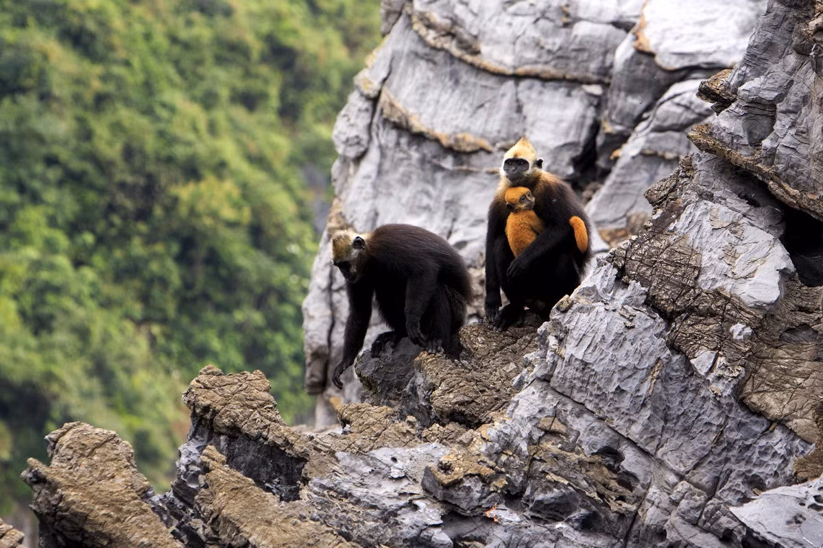 Voọc Cát Bà (Trachypithecus poliocephalus) là loài linh trưởng đặc hữu Việt Nam, chỉ có ở đảo Cát Bà (Hải Phòng) với số lượng dưới 100 cá thể. Loài này được xếp loại Rất nguy cấp trong Sách Đỏ Việt Nam, Cực kỳ nguy cấp trong Sách Đỏ IUCN. Chúng có nguy cơ tuyệt chủng cao, theo đánh giá hiện trạng các loài linh trưởng ở Châu Á năm 2015.