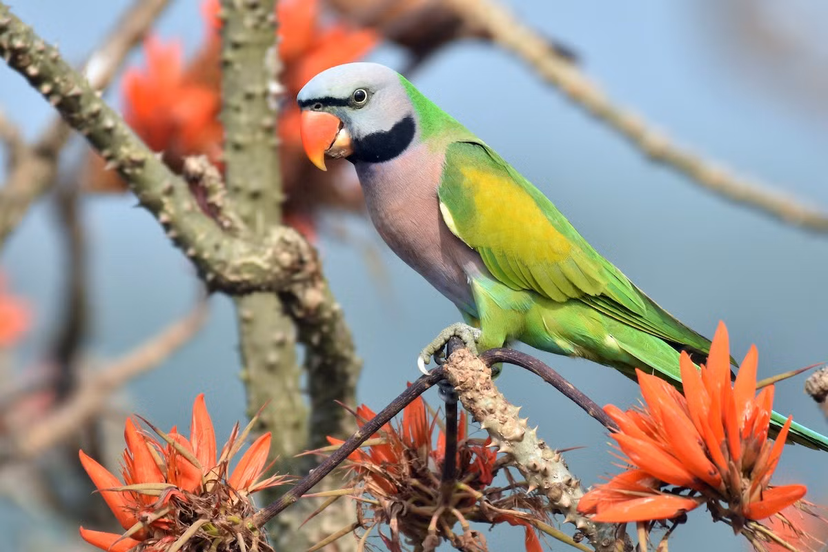 Vẹt ngực đỏ (Psittacula alexandri) dài 33 cm, có ở khắp Việt Nam, nhưng nhiều nhất là ở vùng trung du và vùng núi, những chỗ có nhiều cây cao rậm rạp.