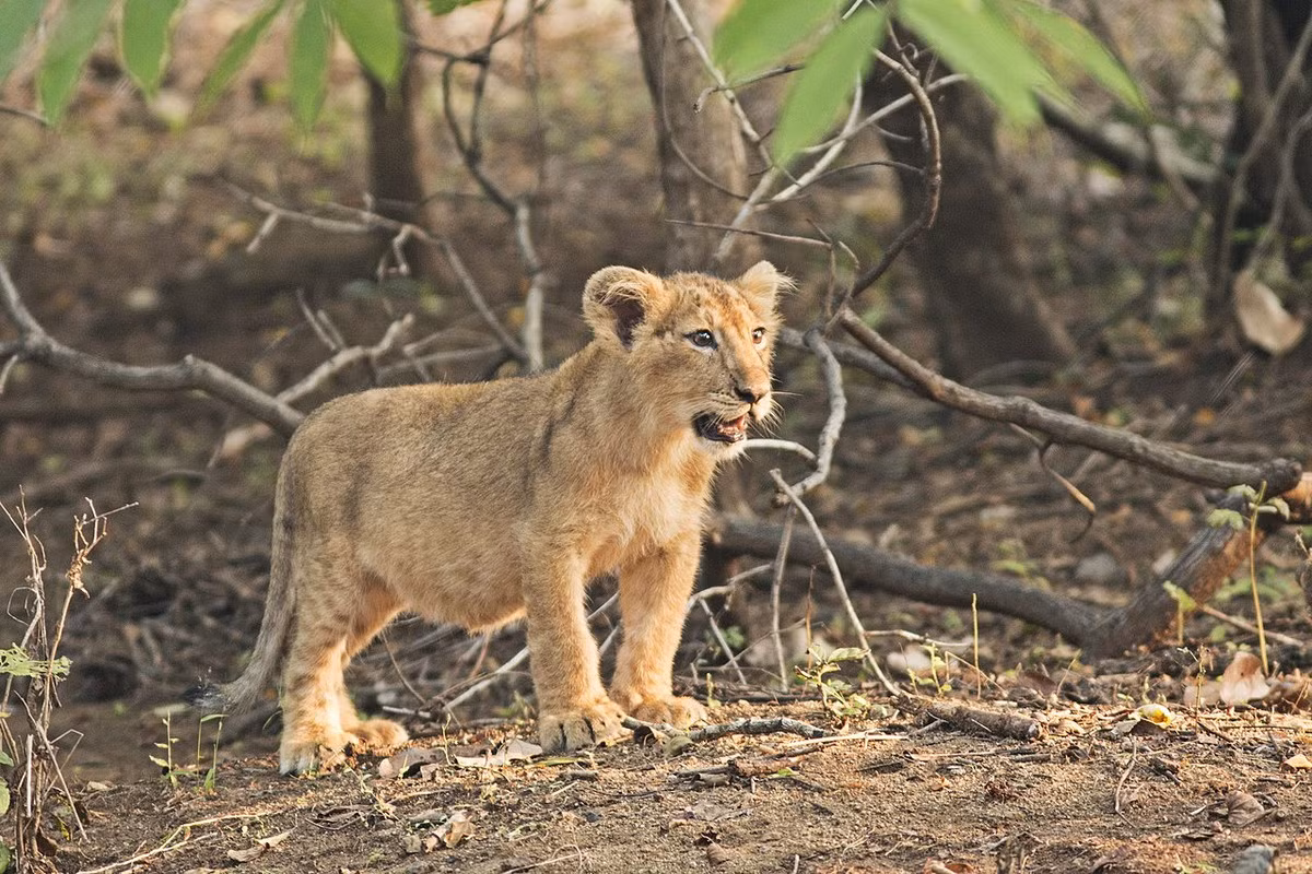 Trong sách đỏ IUCN, sư tử châu Á được phân hạng là loài Nguy cấp, có nguy cơ tuyệt chủng vì quy mô quần thể nhỏ, xung đột với con người và môi trường sống bị thu hẹp. Theo số liệu năm 2017, chỉ còn khoảng 650 cá thể sư tử sinh sống ở Vườn quốc gia Gir.