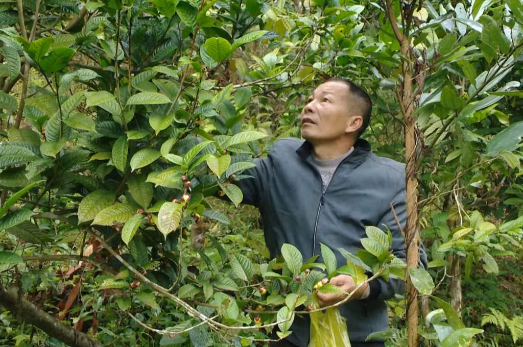 Trồng cây đặc sản ra hoa bán đắt như vàng Trong cay dac san ra hoa ban dat nhu vang