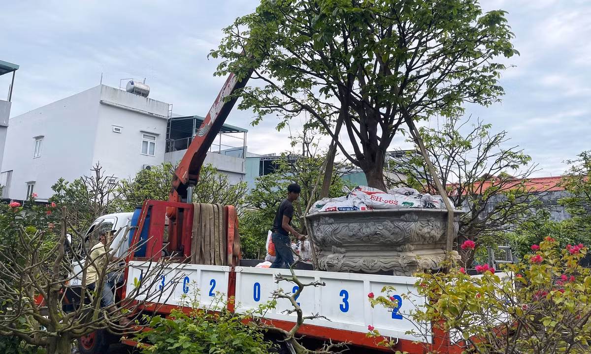 Vận chuyển cây mai về vườn để chăm sóc, phục hồi cho cây. Ảnh: Bảo Trân