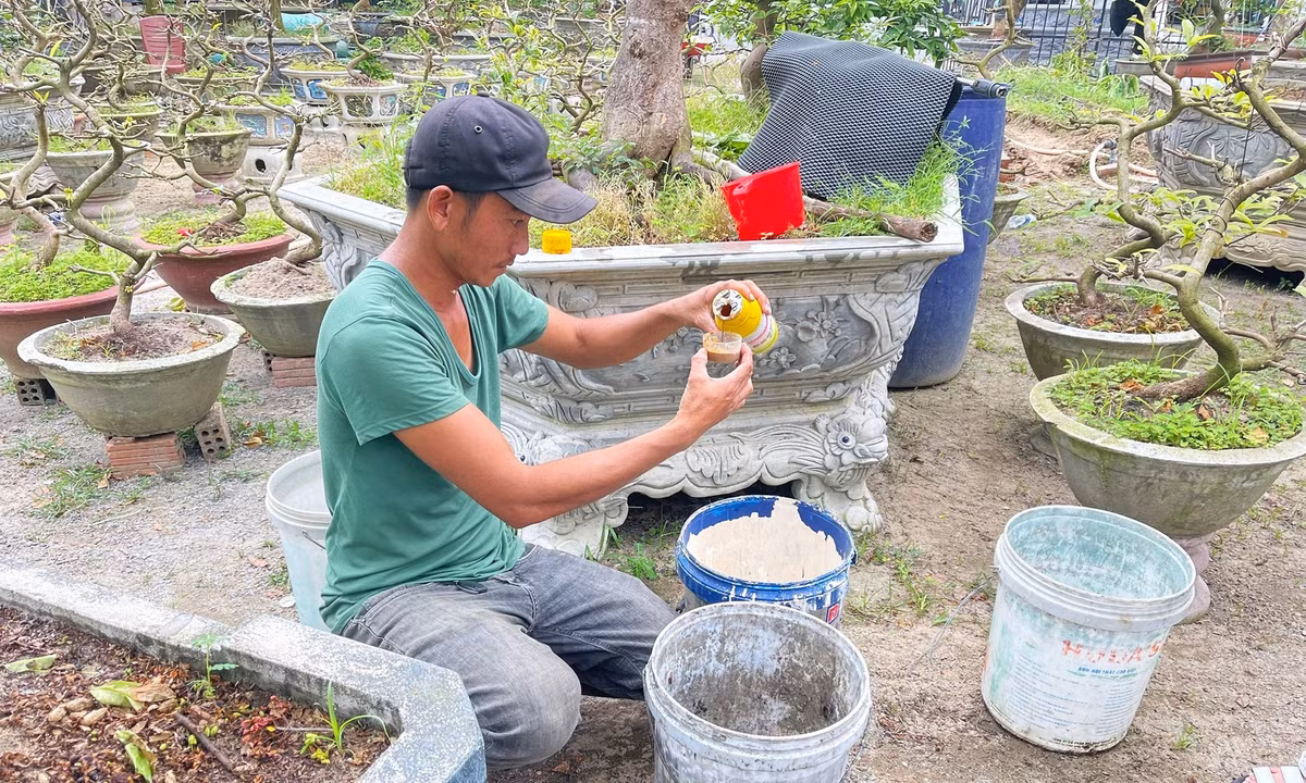 Đồng thời sử dụng phân và nước phun lên cây để kích thích sự phát triển, dưỡng cây và giúp cây phục hồi lại sau thời gian du xuân. Những cây mai có dấu hiệu khô héo sẽ được dùng thuốc đặc dụng để xử lý bộ rễ, tưới quanh gốc nhiều hơn so với bình thường. Ảnh: anh Lục pha thuốc kích rễ cho cây sau Tết. Ảnh: Bảo Trân