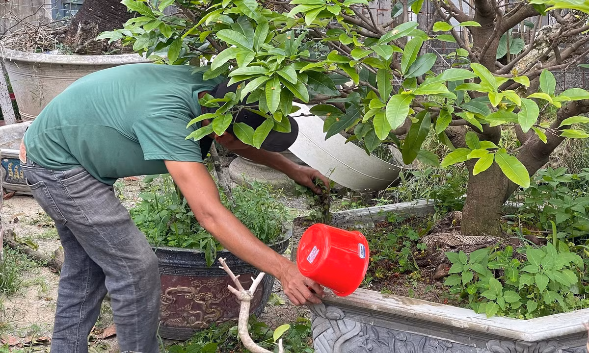 Quá trình dưỡng cây mai tại vườn trung bình sẽ cách nhau 15 ngày. Người nông dân sẽ giữ lại hoa và thường xuyên lặt lá với tưới nước bón phân để dưỡng cây. Ảnh: Tưới kích rễ và nhổ cỏ, tạo không gian thoáng để gốc nhận nắng giúp tránh nấm mốc gây hại. Ảnh: Bảo Trân