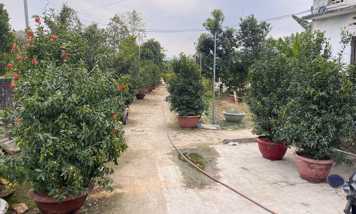Quá trình chăm cây quất sẽ diễn ra thường xuyên, cách nhau không quá một tuần, giúp cây đảm bảo được sự phát triển đúng tiến trình và cho ra những cây quất đẹp nhất phục vụ cho Tết năm sau.