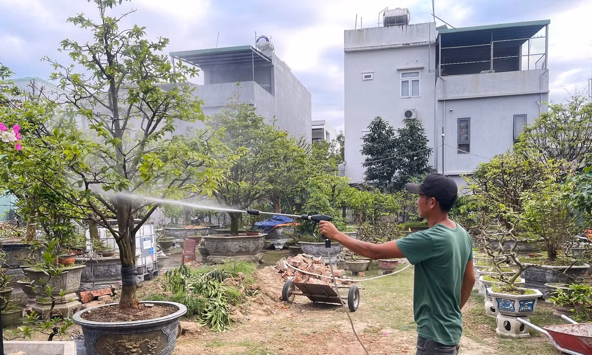 Bước tiếp theo là dùng vòi phun nước kết hợp dung dịch đặc dụng để đánh bay nấm mốc, hoặc dùng phương pháp thủ công chà mạnh vào thân cây để loại bỏ nấm mốc. Các chậu xấu sẽ đập đi thay chậu mới, và thay đất trồng đủ chất dinh dưỡng để cây phục hồi. Ảnh Bảo Trân